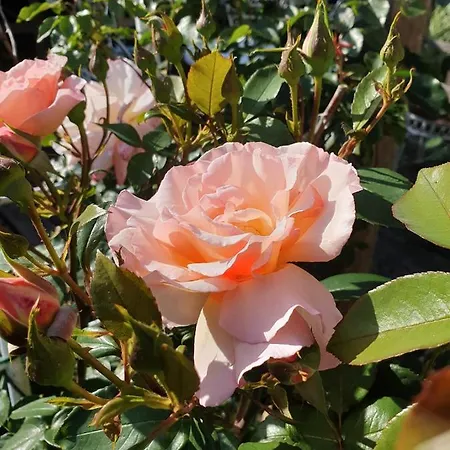 Fewo Rose Garden *